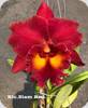 Rlc. Siam Red